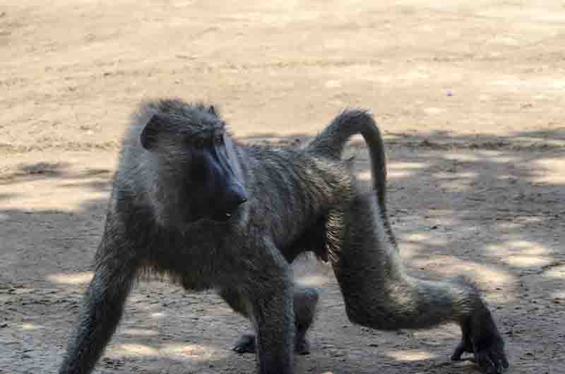 180 - Mono Babuino - parque nacional de las cataratas Murchison - Uganda